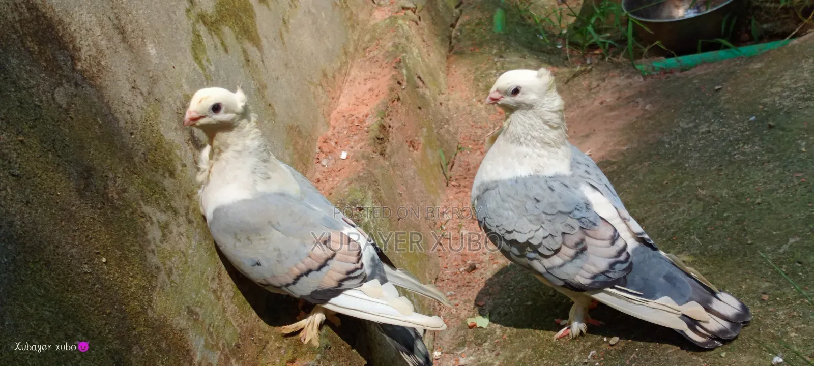 ব্লু সার্টিং রানিং জোড়া