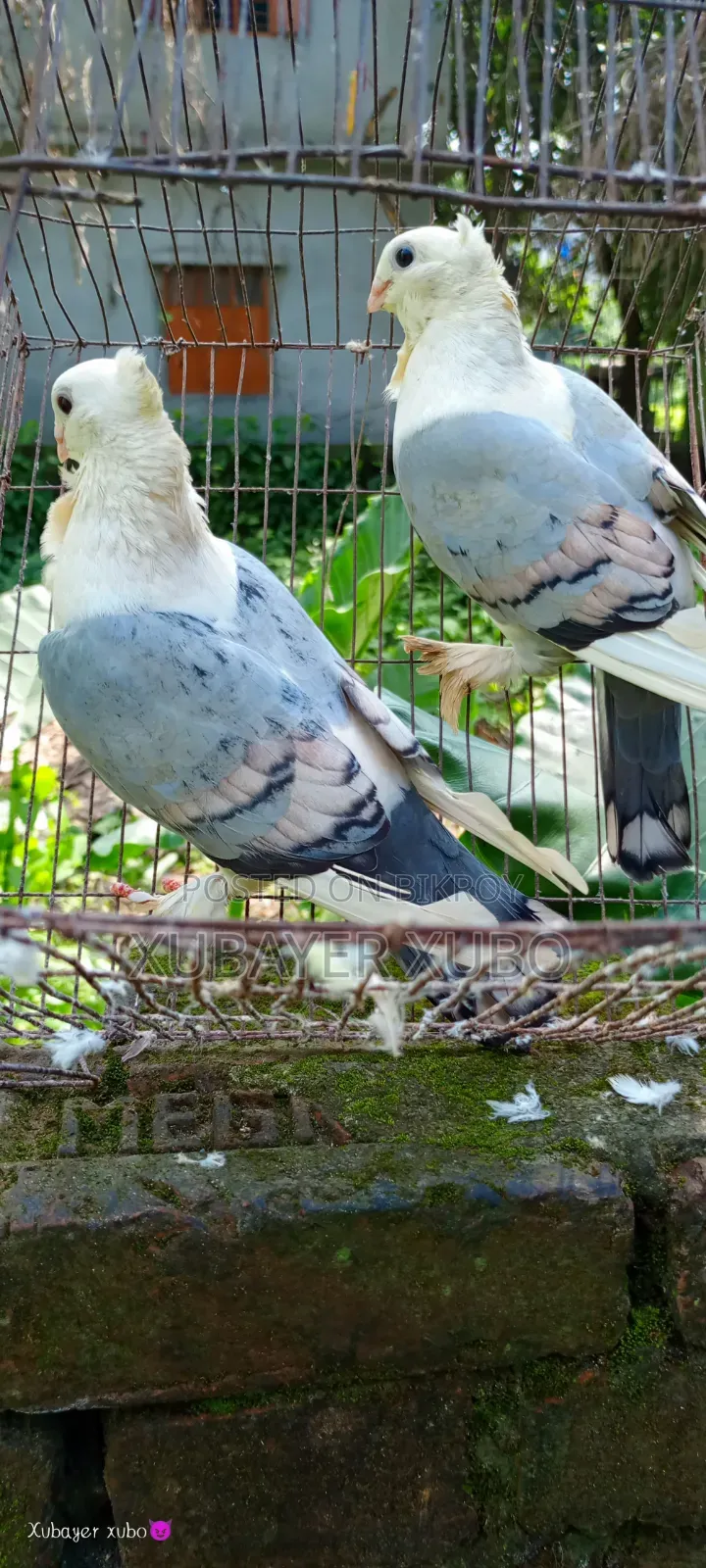 ব্লু সার্টিং রানিং জোড়া