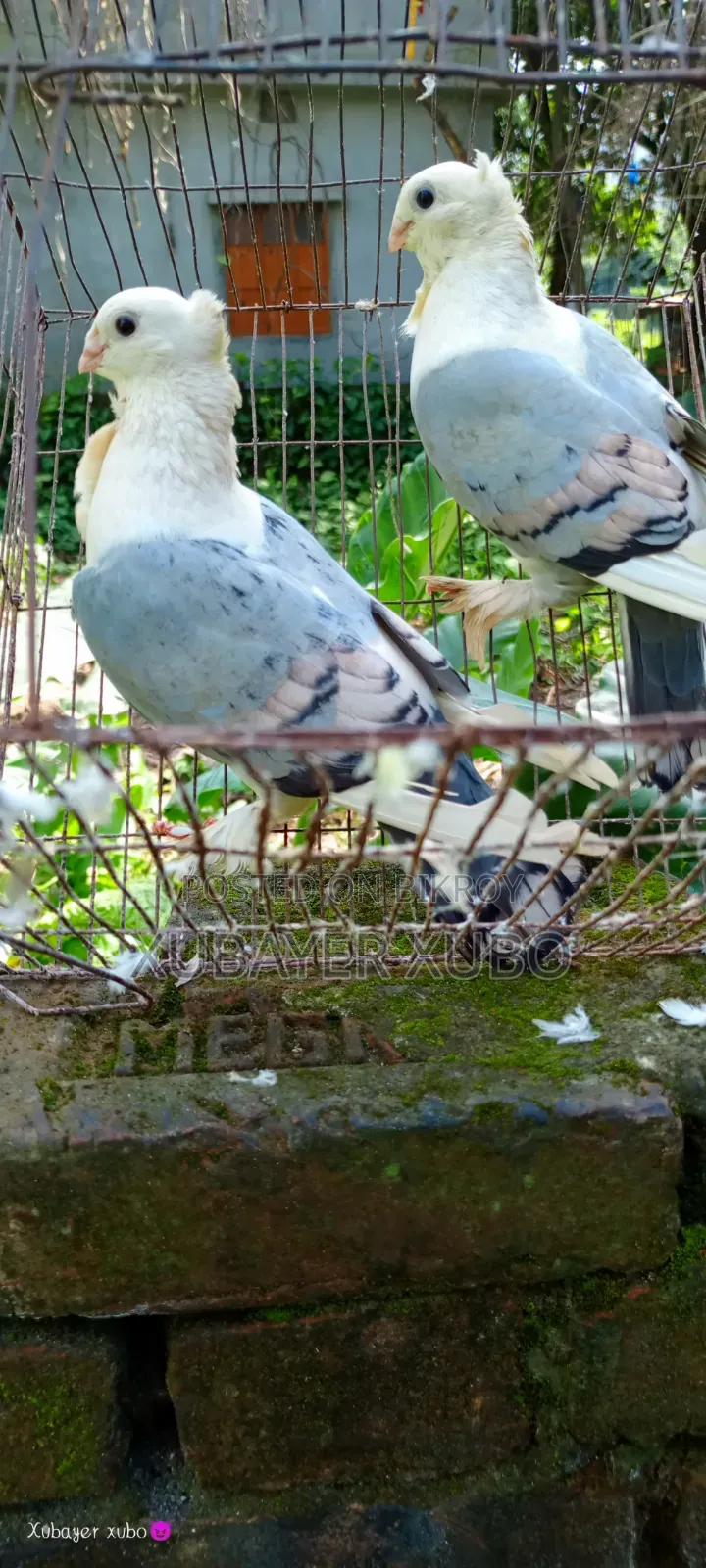 ব্লু সার্টিং রানিং জোড়া