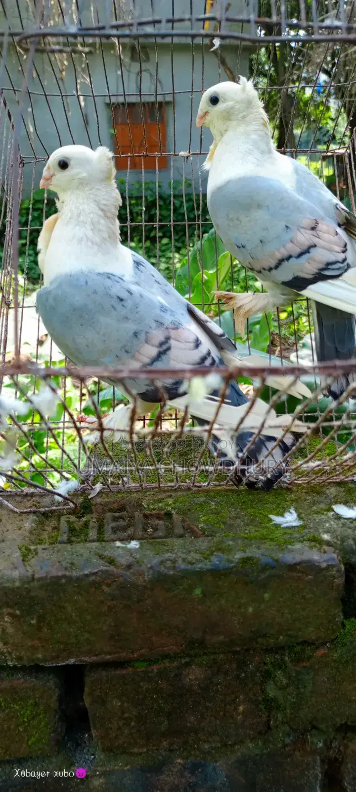 Blue Sarting Running Pair