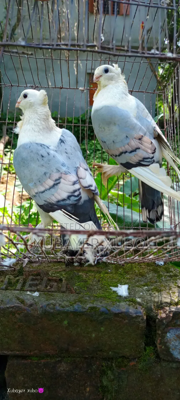 ব্লু সার্টিং রানিং জোড়া