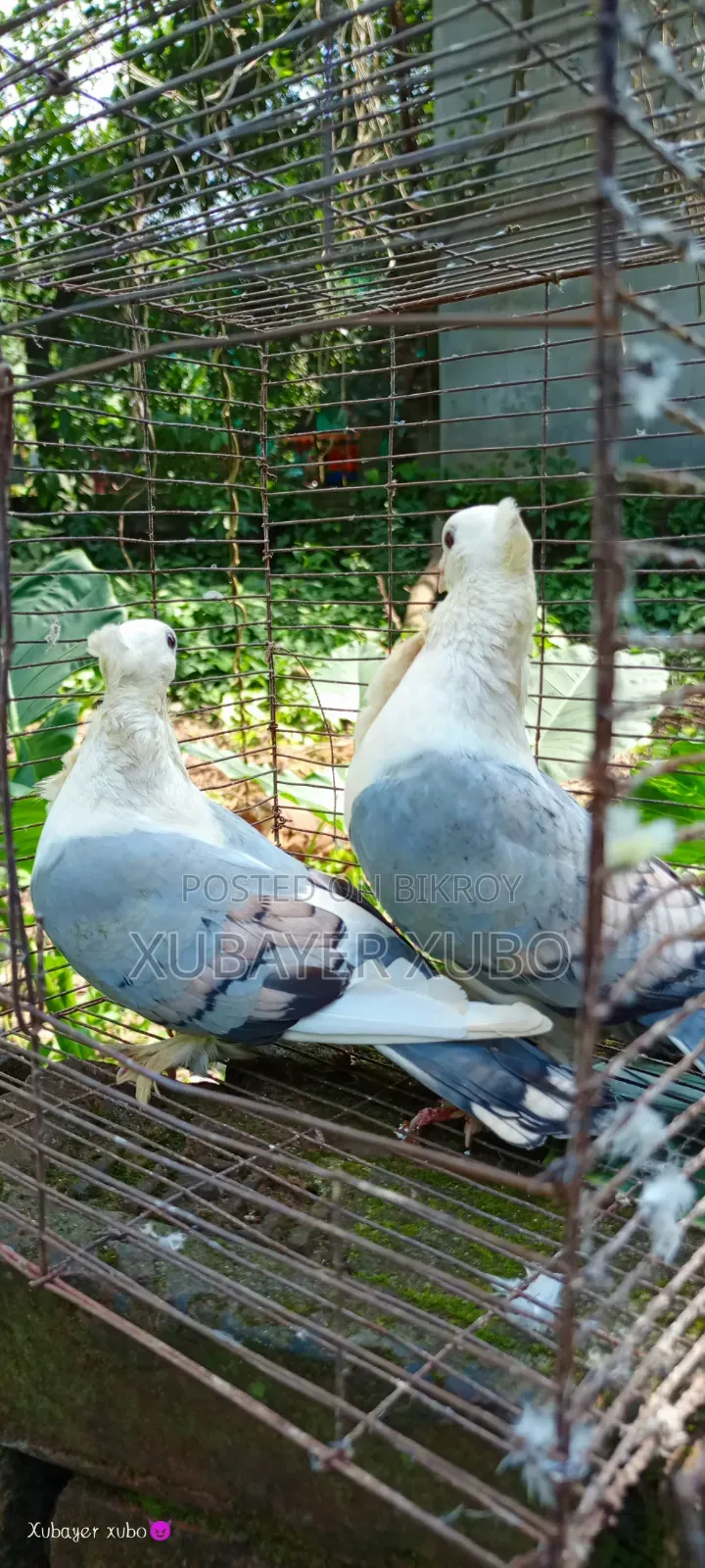 ব্লু সার্টিং রানিং জোড়া