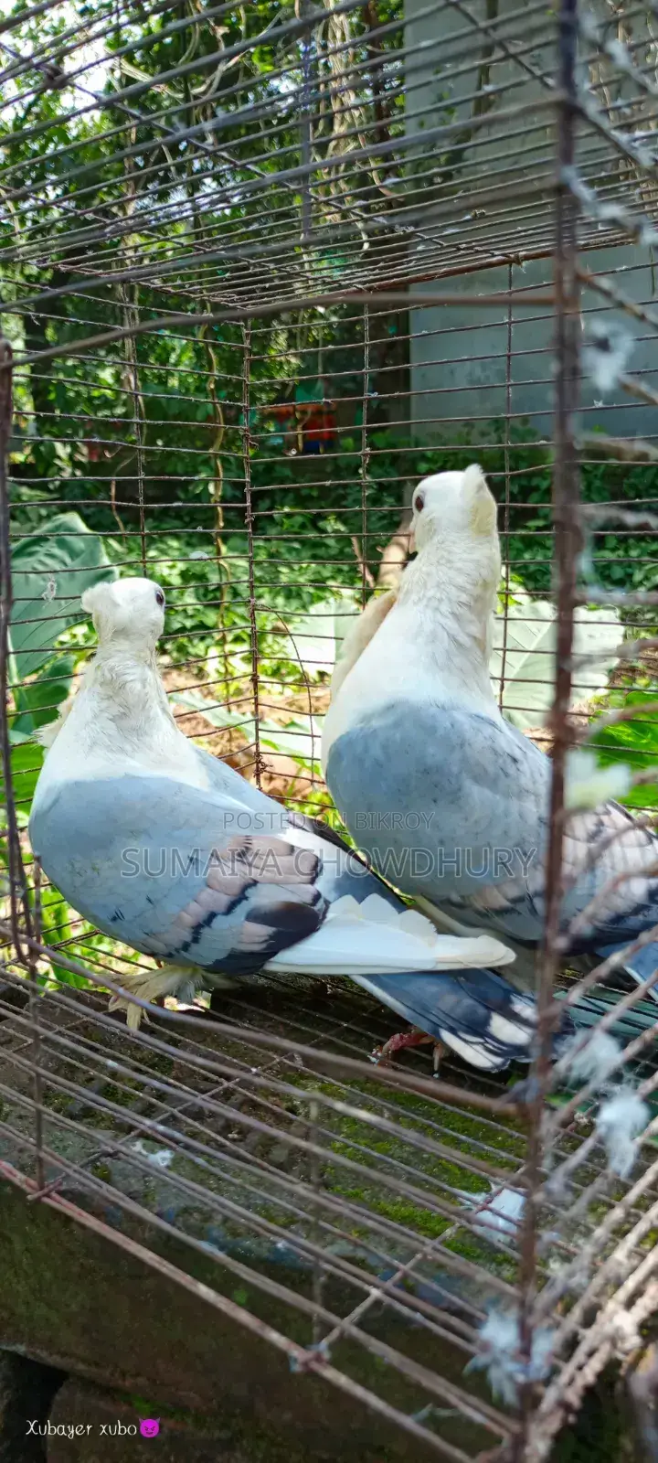 Blue Sarting Running Pair