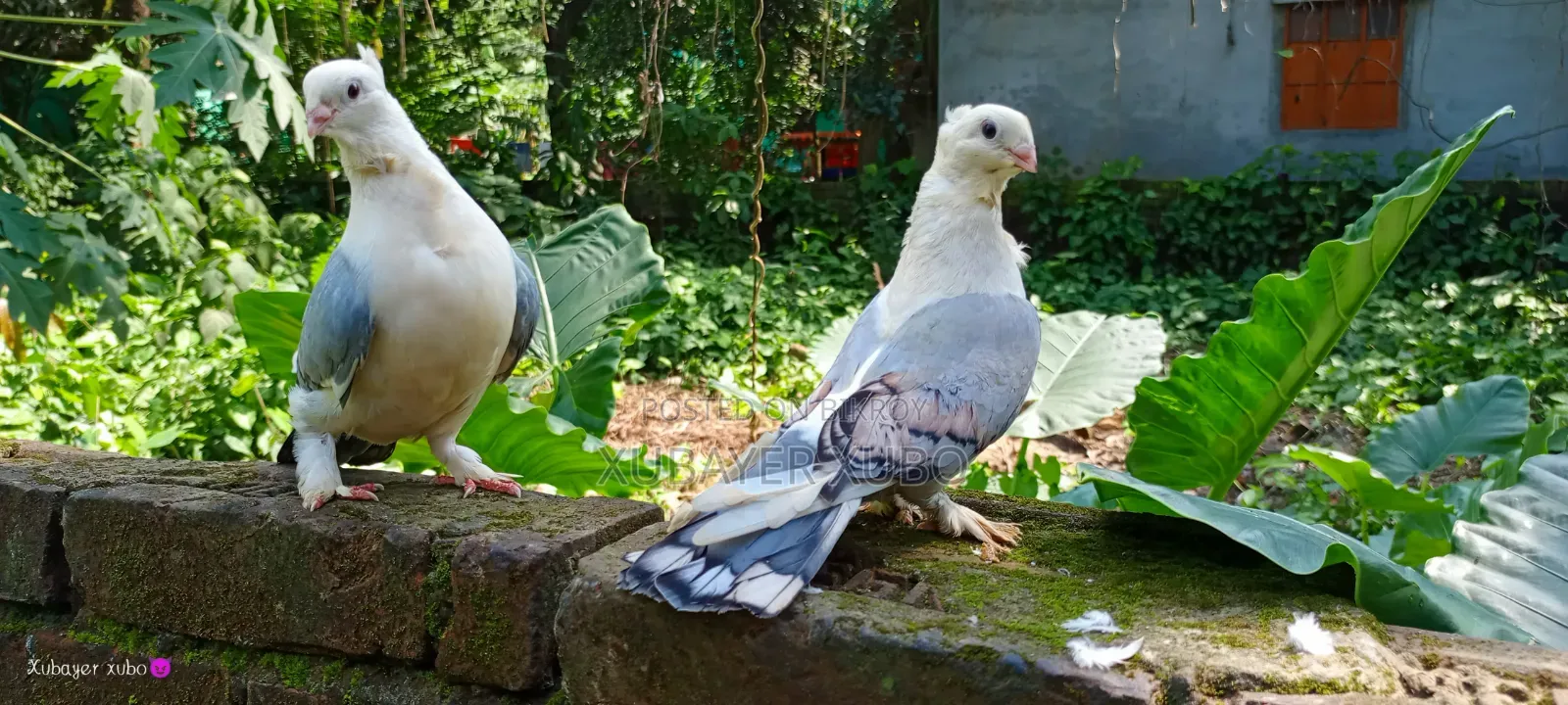 ব্লু সার্টিং রানিং জোড়া