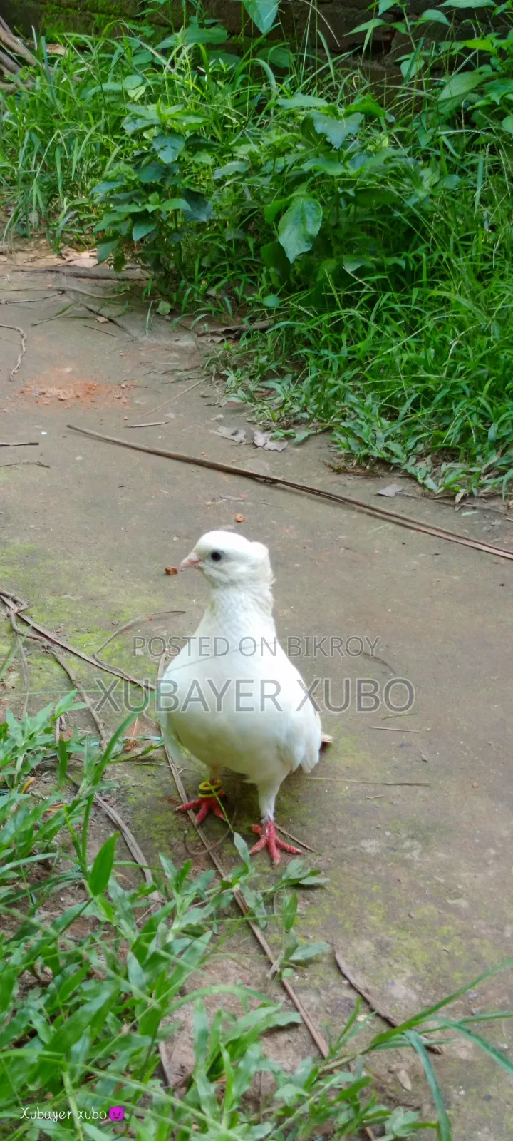 ব্লু সার্টিং রানিং জোড়া