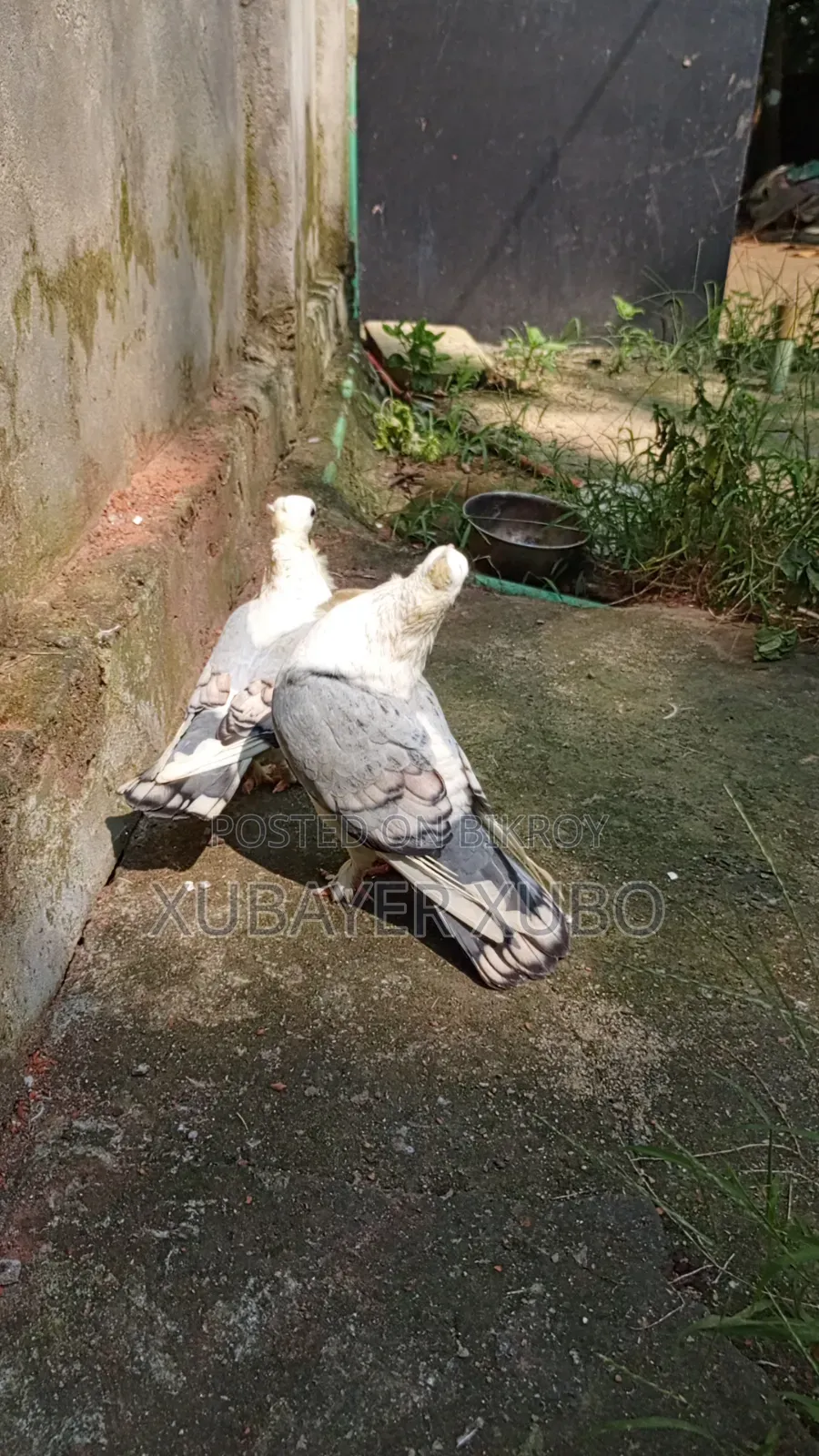 ব্লু সার্টিং রানিং জোড়া