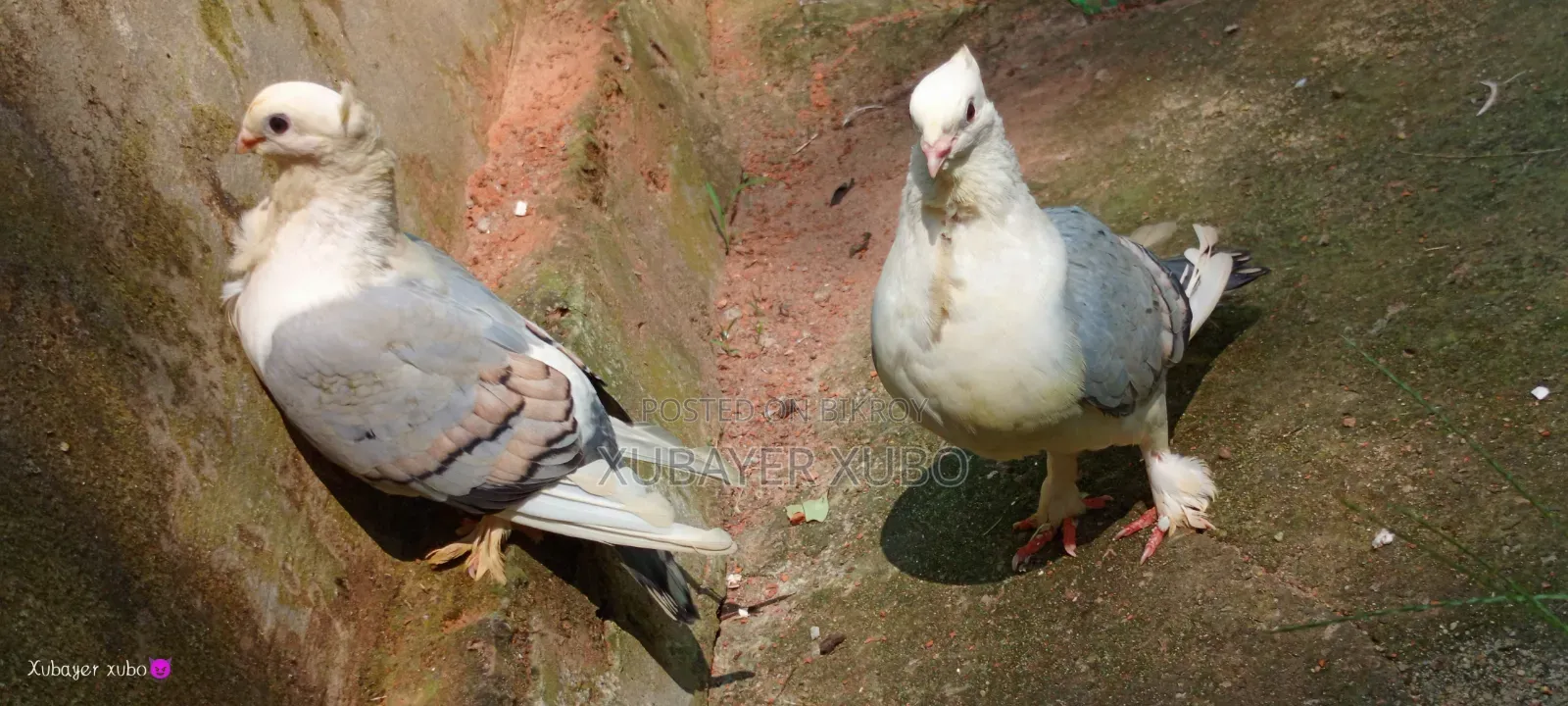 ব্লু সার্টিং রানিং জোড়া