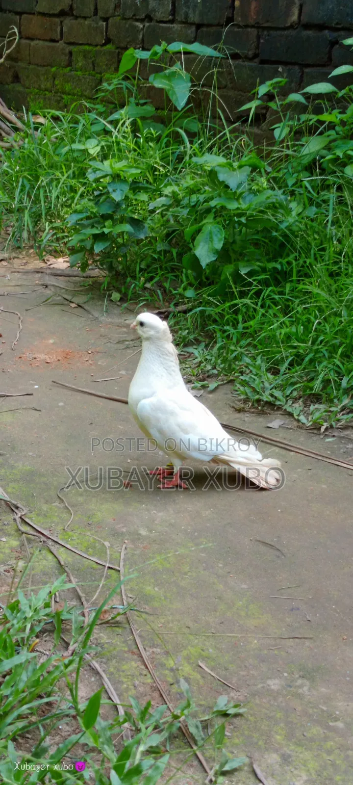 ব্লু সার্টিং রানিং জোড়া