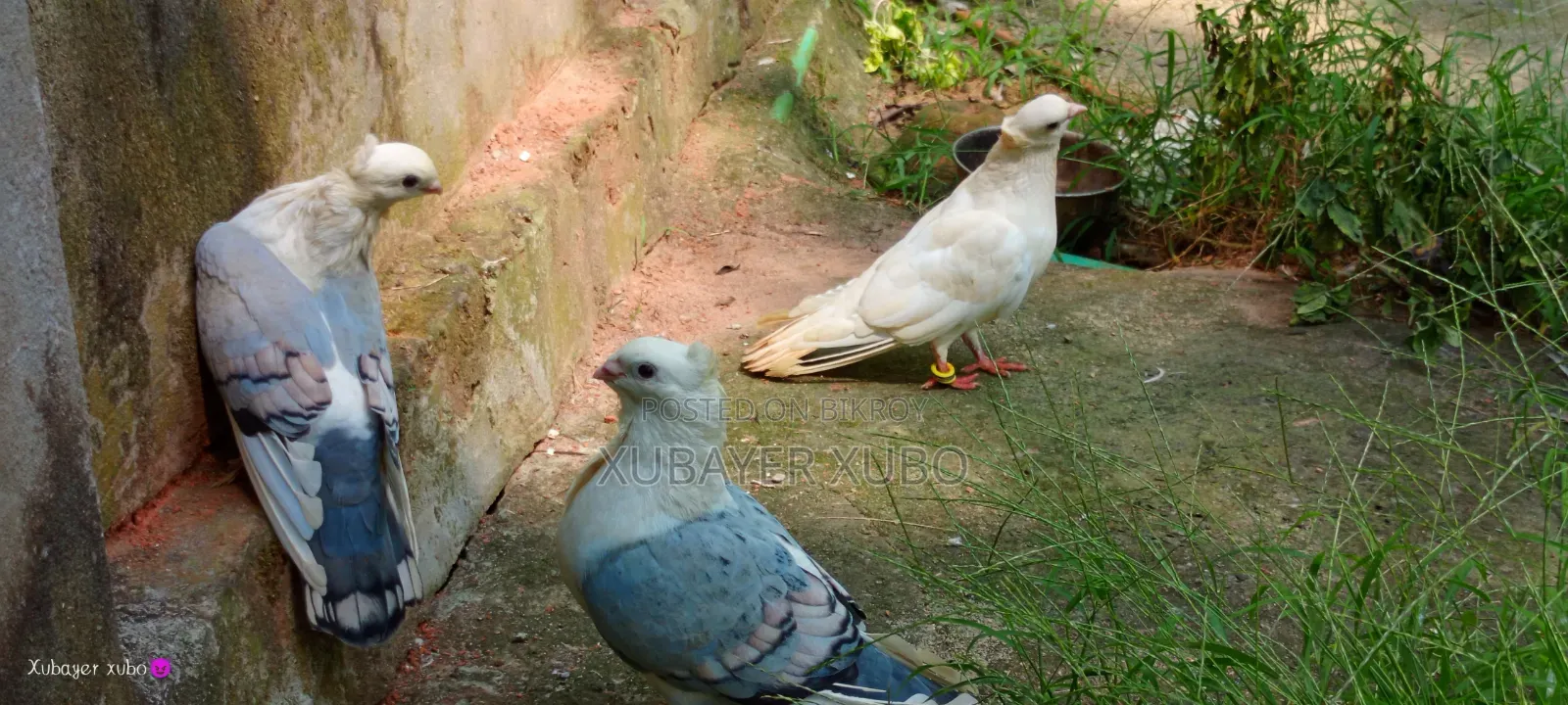 ব্লু সার্টিং রানিং জোড়া