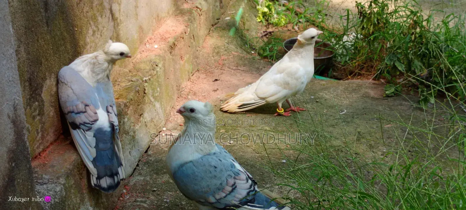 Blue Sarting Running Pair