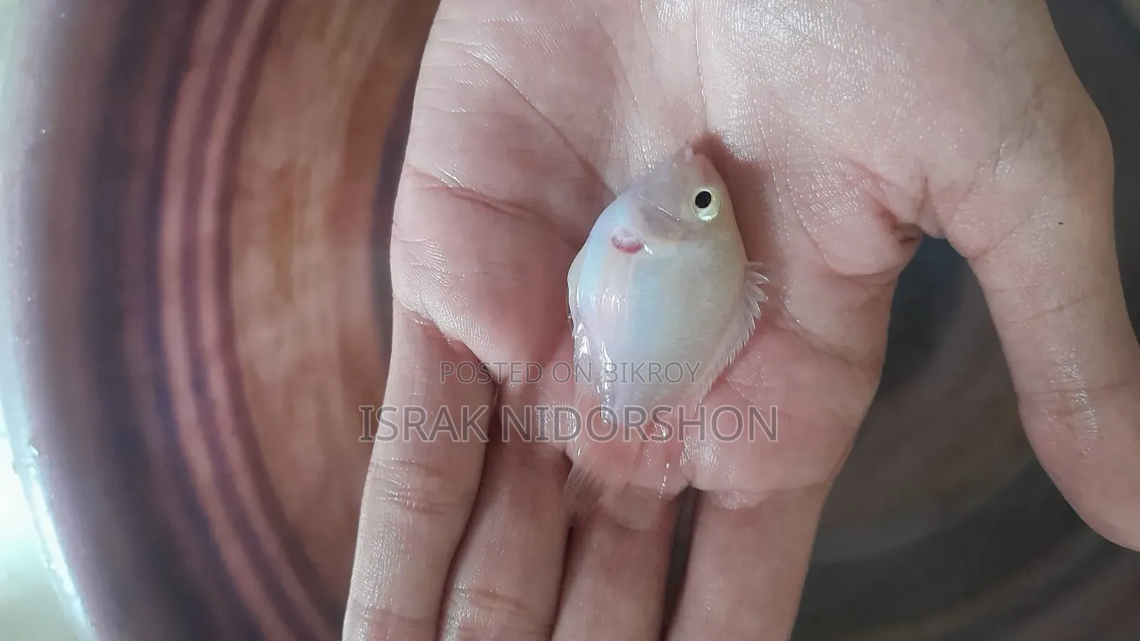 Parrot Fish