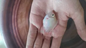Parrot Fish