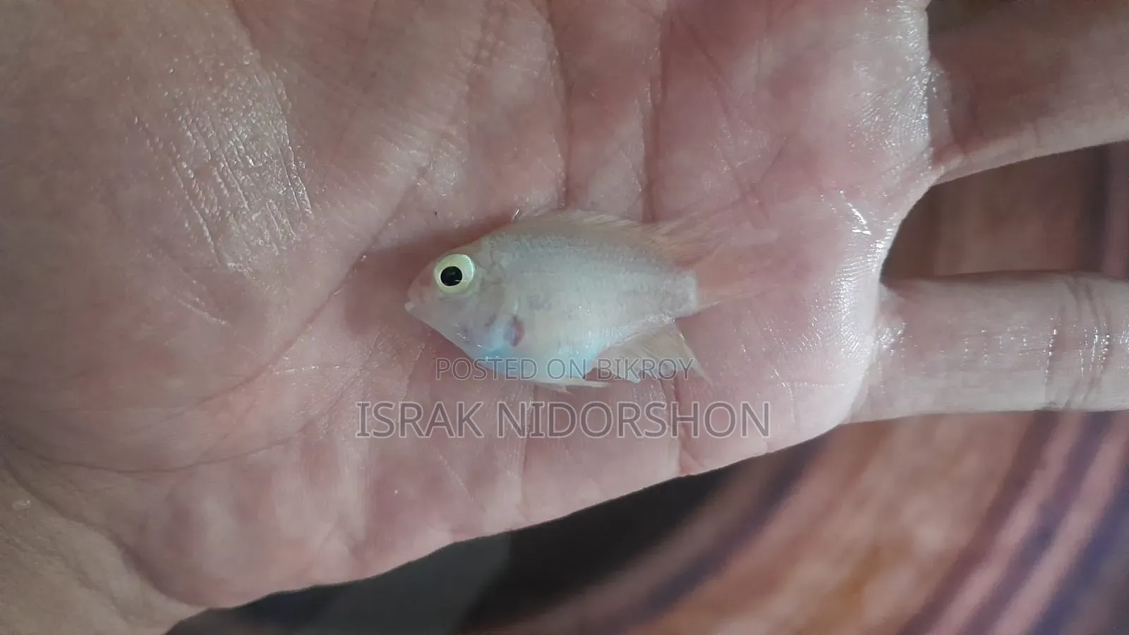 Parrot Fish