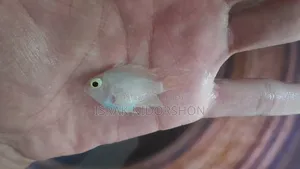 Parrot Fish