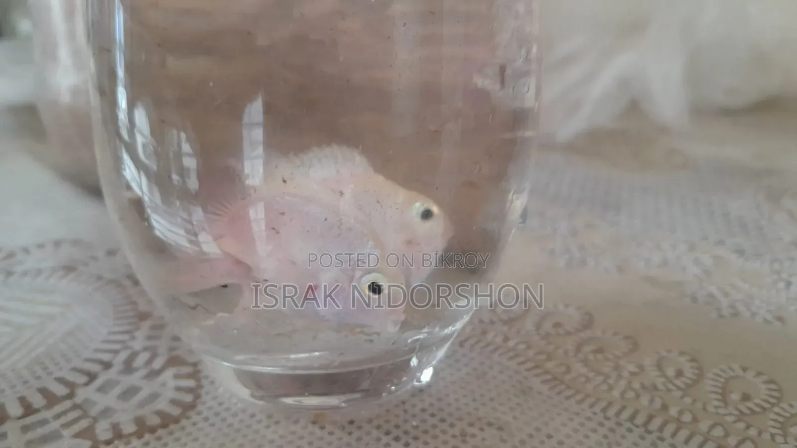 Parrot Fish