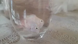 Parrot Fish