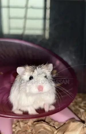 Roborovski Hamster Pair
