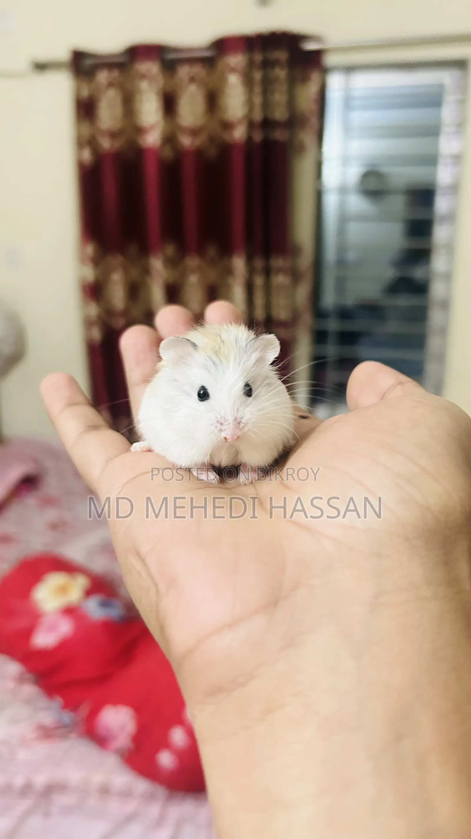 Roborovski Hamster Pair