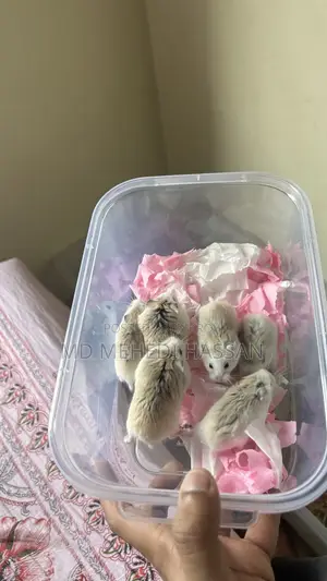 Roborovski Hamster Pair