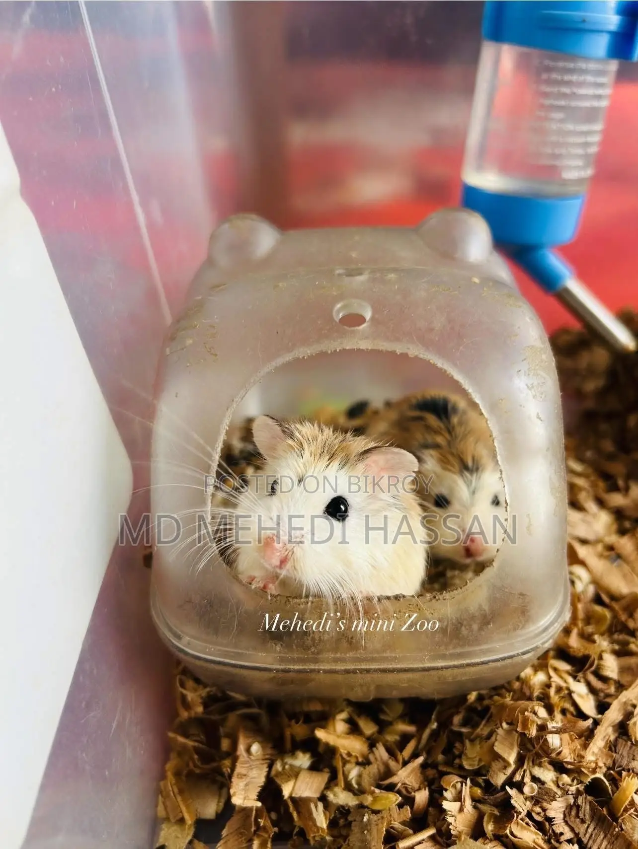 Roborovski Hamster Pair