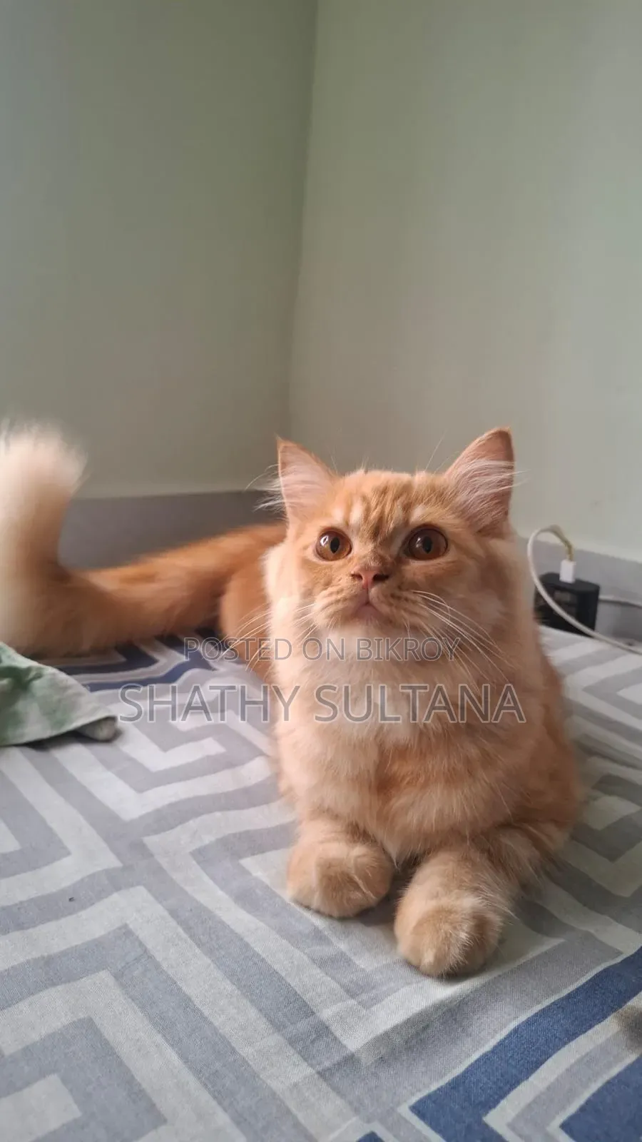 3-6 months Male Purebred Persian