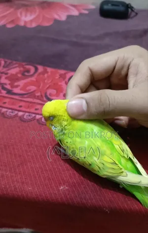 Bajrigar Bird, Budgerigar Bird