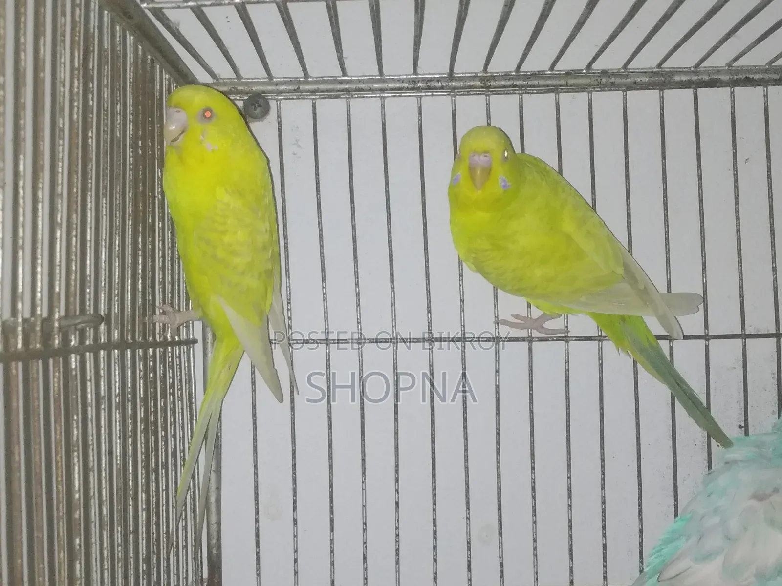 German Fallow Pair