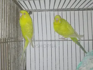 German Fallow Pair
