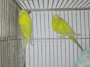 জার্মান ফ্যালো পেয়ার