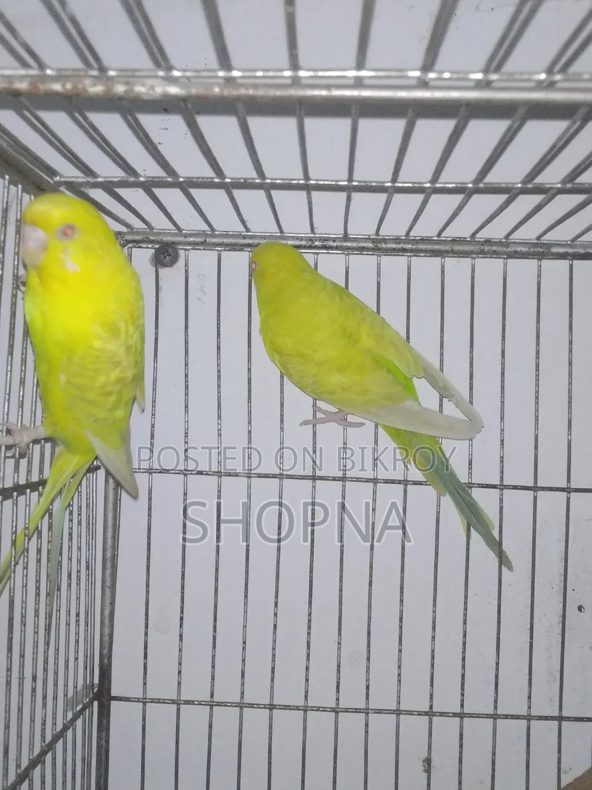 German Fallow Pair