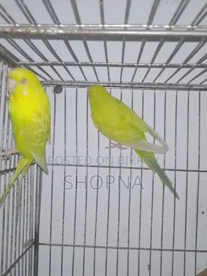 German Fallow Pair