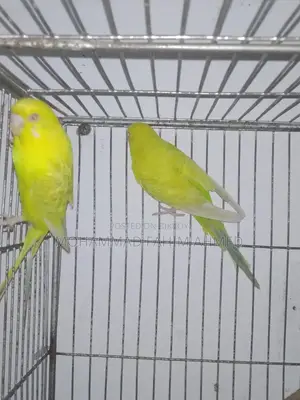 German Fallow Pair