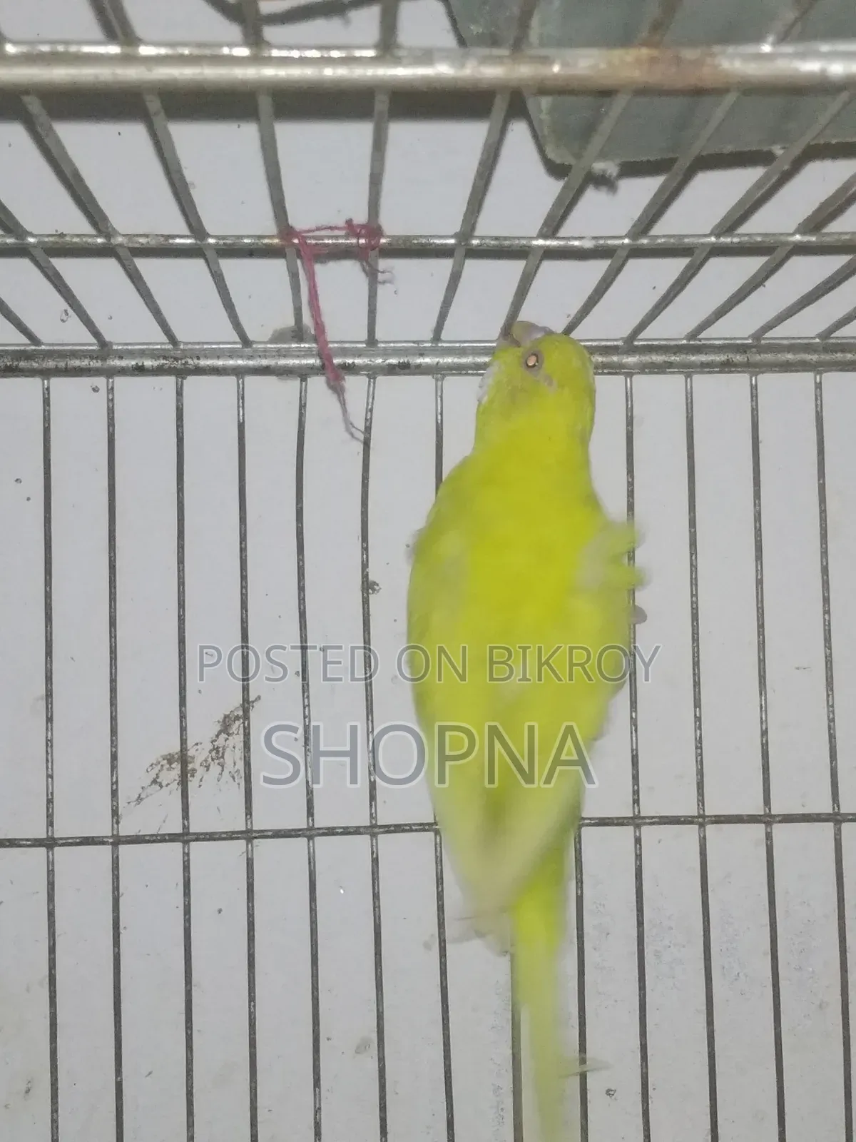 Jp Red Eye Split Male