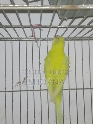 Jp Red Eye Split Male