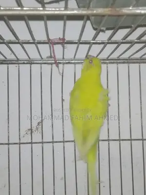 জেপি রেড আই স্প্লিট মেল