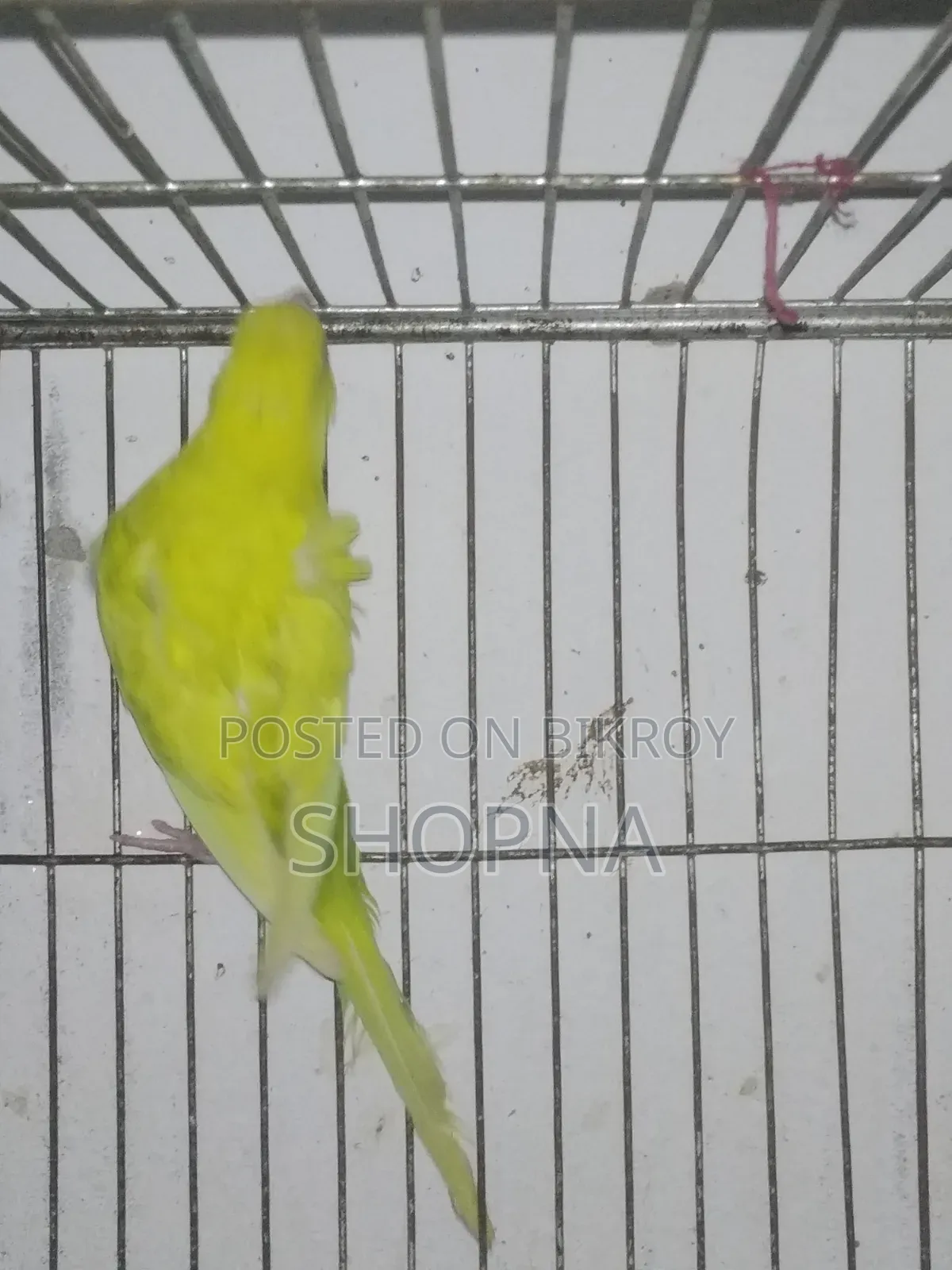 Jp Red Eye Split Male