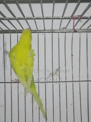 Jp Red Eye Split Male