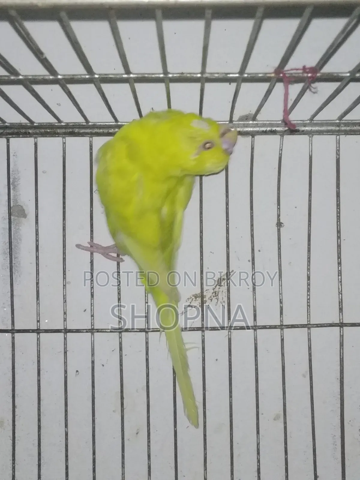 Jp Red Eye Split Male