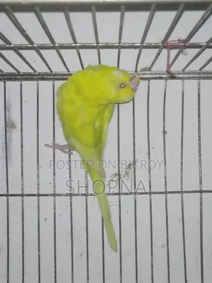 Jp Red Eye Split Male