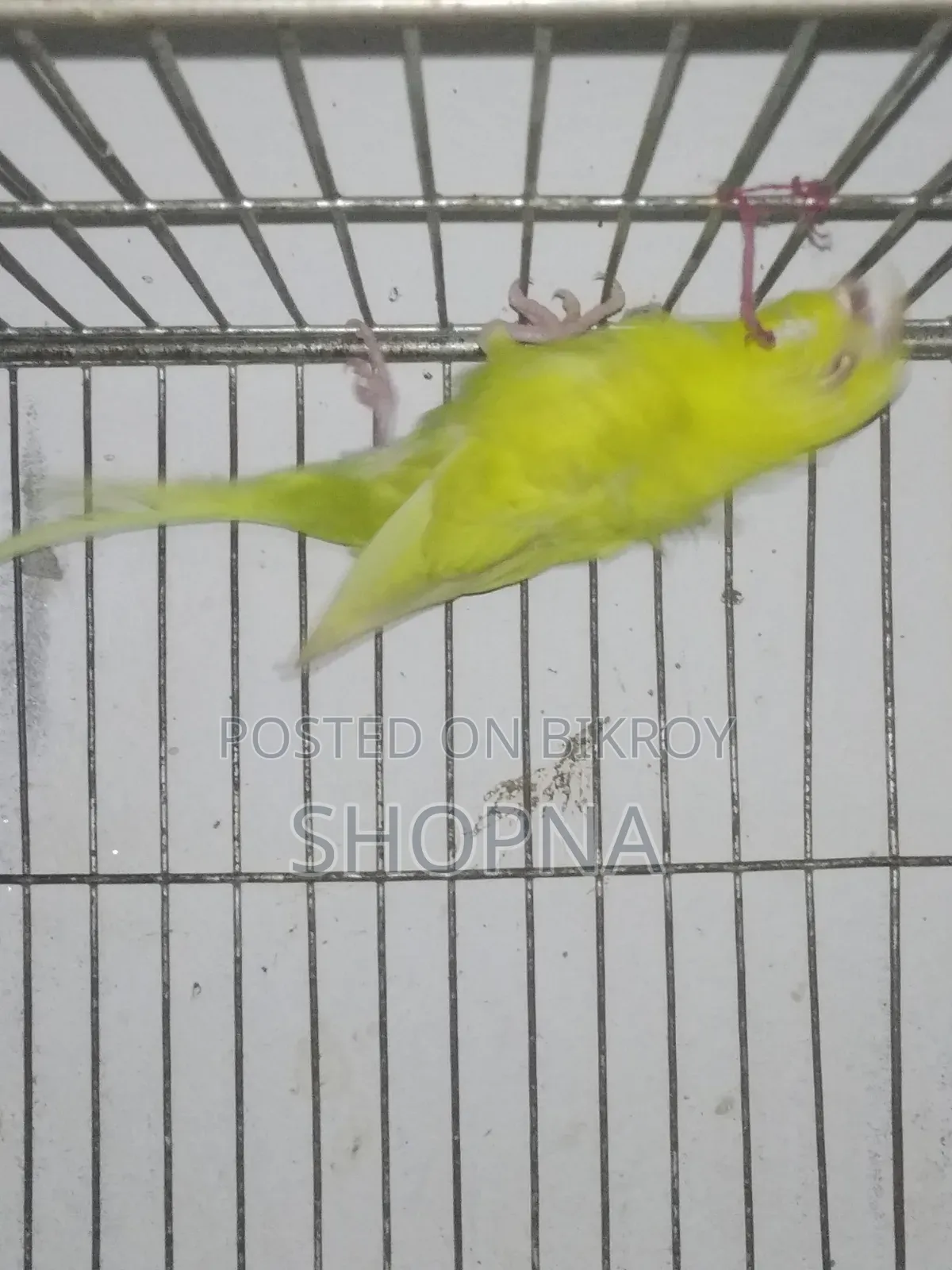 Jp Red Eye Split Male