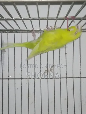 Jp Red Eye Split Male