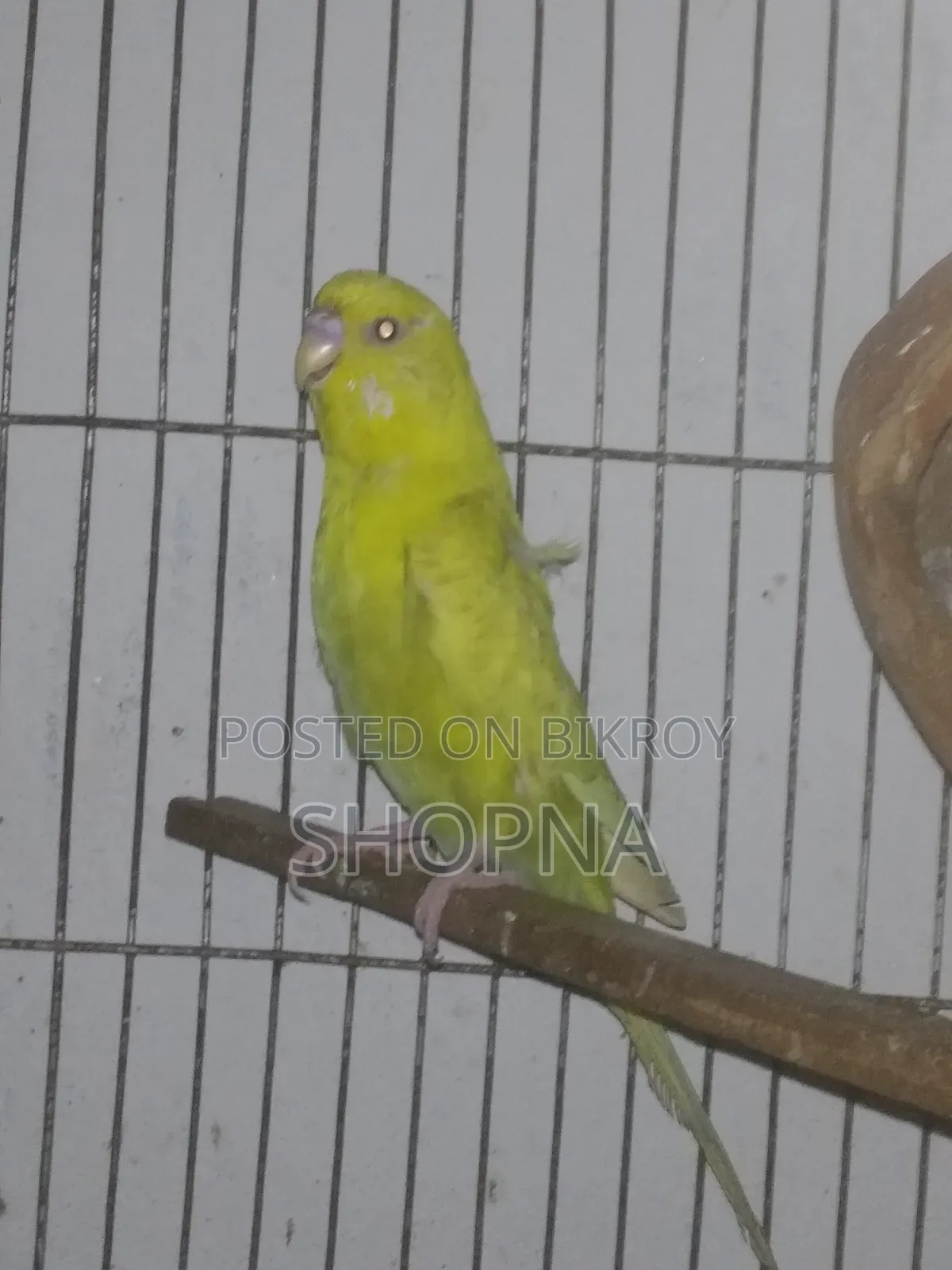 Jp Red Eye Split Male