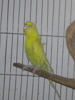 Jp Red Eye Split Male