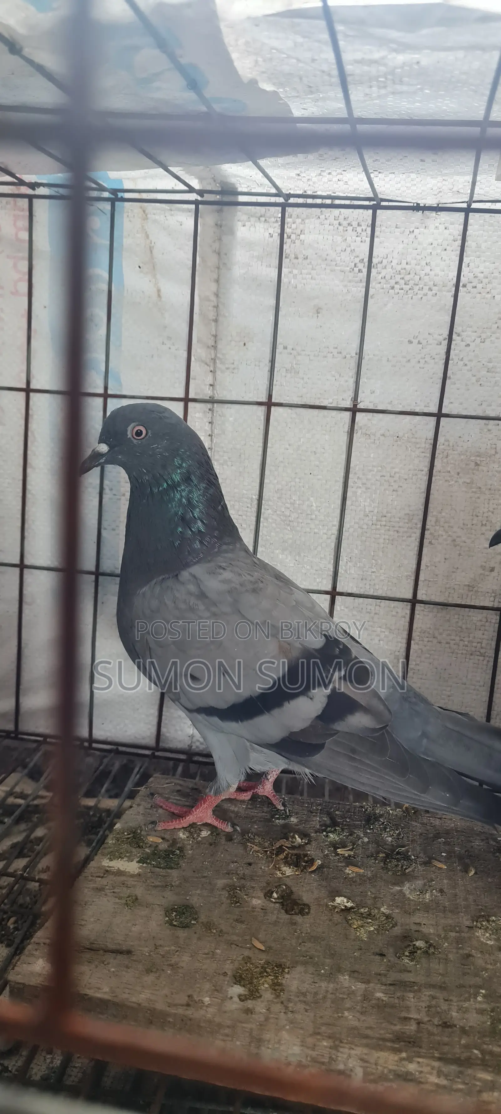 Mysore Pair