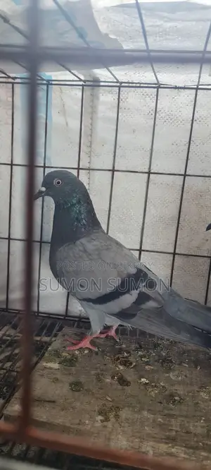 Mysore Pair