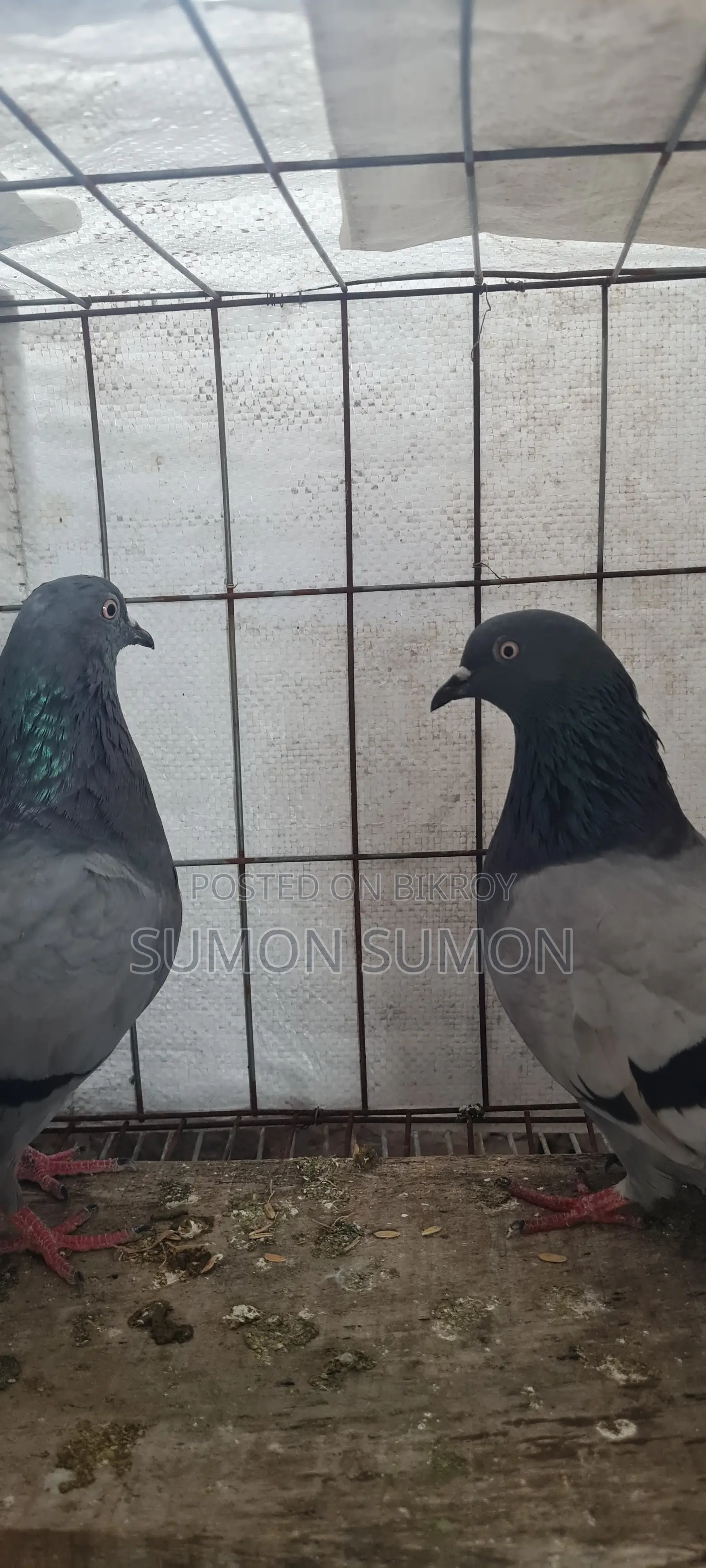 Mysore Pair