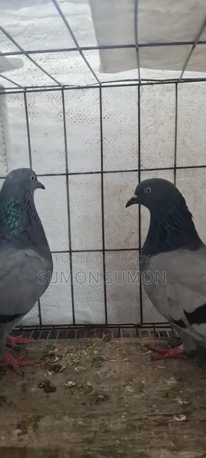 Mysore Pair