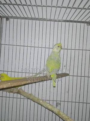 Dilute JP Backfill Male and Spangle Backfill Male
