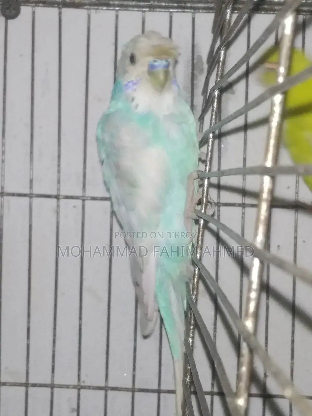Dilute JP Backfill Male and Spangle Backfill Male