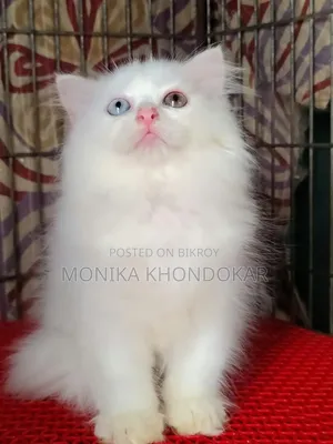 ১-৩ মাসের নর খাঁটি পার্সিয়ান